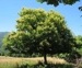 درخت شاه بلوط